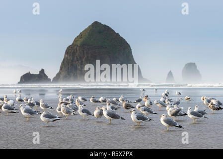 Möwen auf Cannon Beach und Haystack Rock, Pazifischer Ozean, Fallen, ODER, USA, von Dominique Braud/Dembinsky Foto Assoc Stockfoto