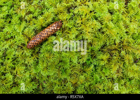 Hemlock Pine Cone ruht auf einem Teppich von Oregon Moss (Eurhynchium oreganum). Fort Stevens State Park, ODER, USA, von Dominique Braud/Dembinsky Foto Asso Stockfoto