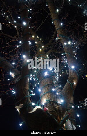 White Christmas lights aufgewickelt um einen Baum vor einem schwarzen Nachthimmel. Stockfoto