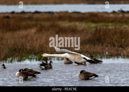 Welney, Norfolk, Großbritannien. 2. Dezember 2018; Singschwan in flightmigrational Vögel kommen in ihrem Überwinterungsgebiet und werden von Freiwilligen des Zentrums wie die Sonne gespeist. Credit: Clifford Norton/Alamy leben Nachrichten Stockfoto