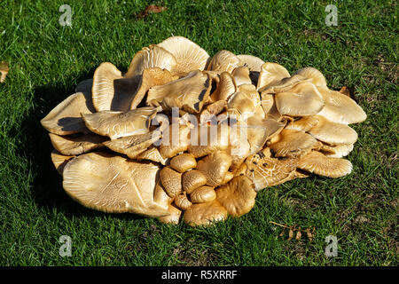 Große Büschel der Pilz Stockfoto