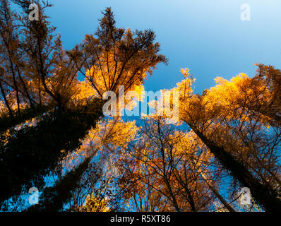 Bild von Unten nach Oben Blick entlang Bäume mit bunten Blätter im Herbst Stockfoto