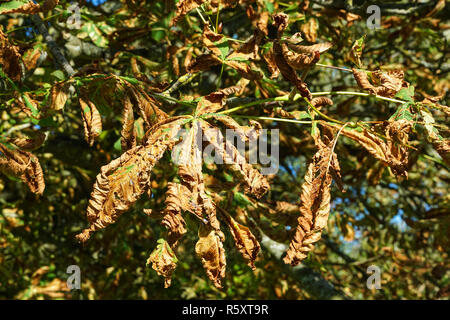 Gemeinsame Rosskastanie Baum Blätter von Pferd beschädigt - Chestnut leaf Miner Stockfoto