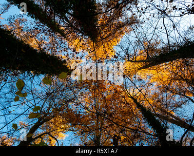 Bild von Unten nach Oben Blick entlang Bäume mit bunten Blätter im Herbst Stockfoto