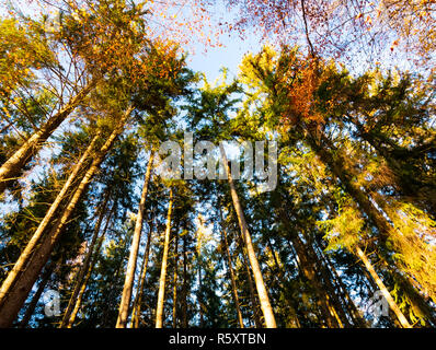 Bild von Unten nach Oben Blick entlang Bäume mit bunten Blätter im Herbst Stockfoto