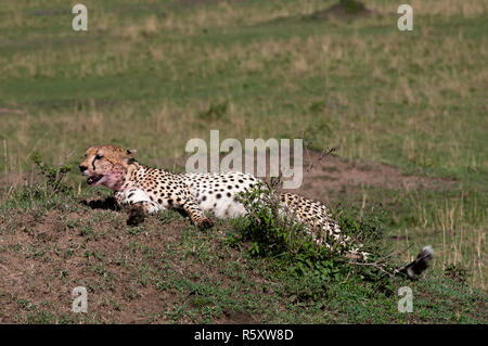 Gepard, (Acynonix Jubatus), Masai Mara, Kenia Stockfoto