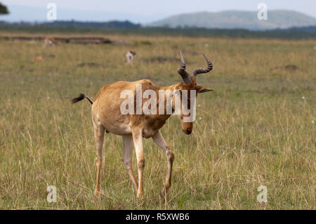 Cokes Kuhantilope (Alcelaphus Buselaphus), Masai Mara, Kenia Stockfoto