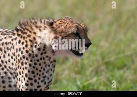 Gepard, (Acynonix Jubatus), Masai Mara, Kenia Stockfoto