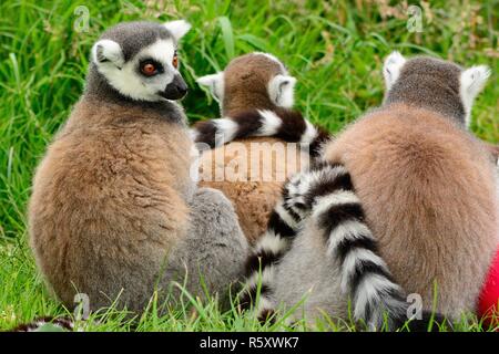 Low Angle Blick auf eine Truppe von Ring tailed lemurs (Lemur catta) auf dem Boden sitzend Stockfoto