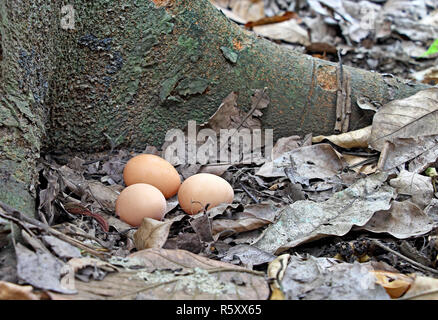 Drei frisch gelegte organische Free Range huhn eier unter trockenen Blättern im Feld aus Kerala, Indien. Stockfoto