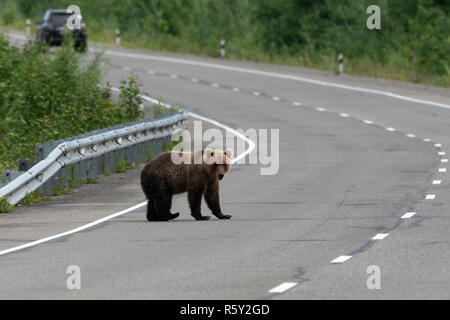 Hungrige Wilde Braunbären Spaziergänge entlang eine asphaltierte Straße. Eurasien, Russischen Fernen Osten, Kamtschatka Region. Stockfoto