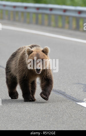 Hungrige wilde Kamtschatkas Braunbären entlang eine asphaltierte Straße und blickt voraus. Eurasien, Russischen Fernen Osten, Kamtschatka Gebiet. Stockfoto