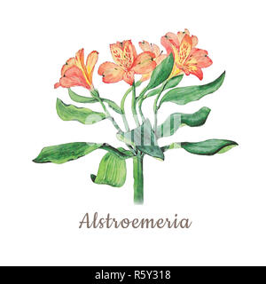 Botanische aquarell Abbildung von alstroemeria Blumen auf weißem Hintergrund mit Beschreibung isoliert. Könnte als Dekoration für Web Design verwendet werden, c Stockfoto