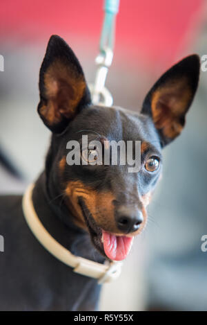 Zwergpinscher Hund Stockfoto