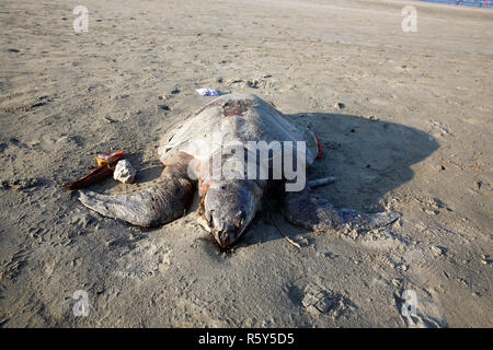 Ein Totes Meer Schildkröte am Strand von Saint Martin Insel gestrandet. Cox's Bazar, Bangladesch. Stockfoto