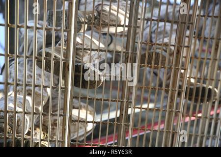 Us Marine Corps Rekruten mit Golf Company, 3.BATAILLON, rekrutieren Training Regiment, zu Fuß auf der Oberseite der rappel Tower auf der Marine Corps Depot rekrutieren, Parris Island, 18. April 2017. Der Turm Abseilen ist für Rekruten, die Höhenangst zu überwinden. Stockfoto