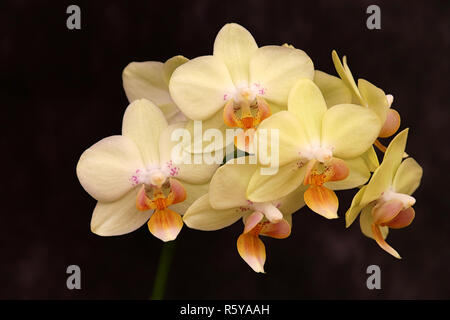 Gelbe Orchidee Phalaenopsis Stockfoto