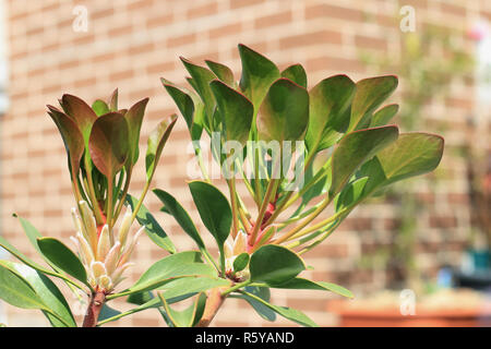 Königsprotea oder bekannt als Protea cynaroides junge Pflanze isoliert Stockfoto