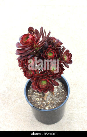 Aeonium arboreum Atropurpureum isoliert Stockfoto