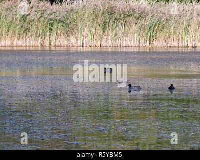 Schöne Blässhühner und Blässhühner Schwimmen auf dem See Oberfläche Stockfoto