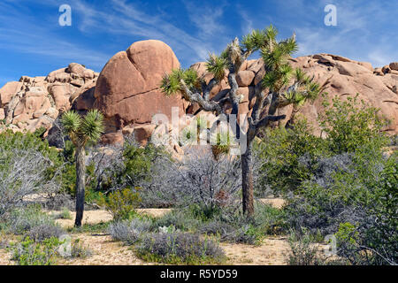 Joshua Bäume unter der Wüste Felsen Stockfoto
