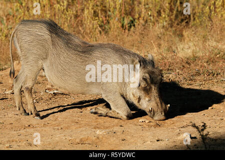 Warzenschwein Fütterung im natürlichen Lebensraum Stockfoto