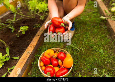 Die Frau Hände Ernte von frischen Bio Tomaten in ihrem Garten an einem sonnigen Tag. Farmer pflücken Tomaten. Pflanzliche rudern. Gartenarbeit Konzept Stockfoto