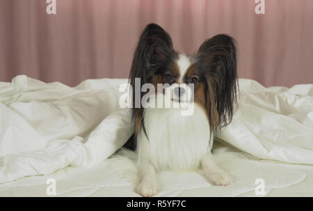 Schöner Hund Papillon liegt unter Decke auf dem Bett und schaut sich um Stockfoto