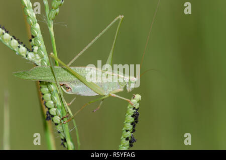 Fork-tailed Bush Katydid, Scudderia furcata, männlich Stockfoto