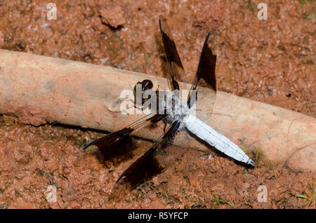 Gemeinsame Whitetail, Plathemis Lydia, männlich Stockfoto