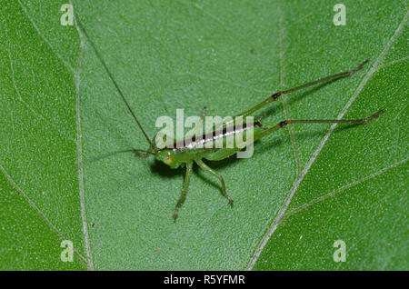 Wiese Katydid, Stamm Conocephalini, Nymphe Stockfoto