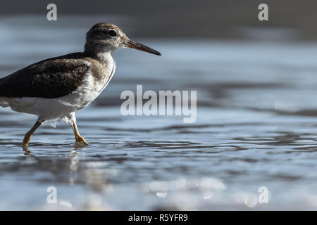 Nahaufnahme einer Sand-Piper auf einem Strand in Guanacaste, Costa Rica Stockfoto