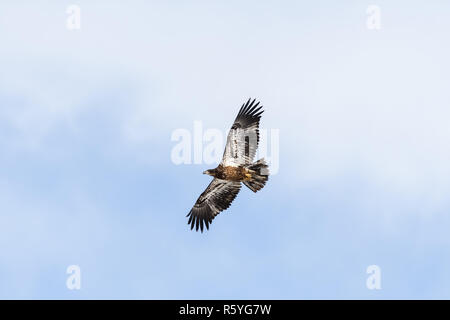 Jugendliche Adler fliegen in der Nähe von Denver, Colorado Stockfoto