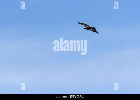 Jugendliche Adler fliegen in der Nähe von Denver, Colorado Stockfoto