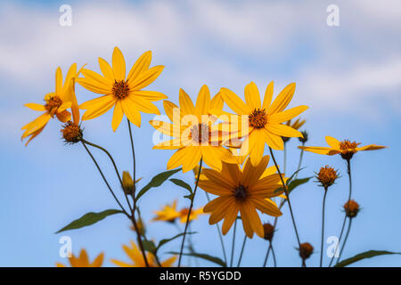 Topinambur - Helianthus tuberosus Stockfoto