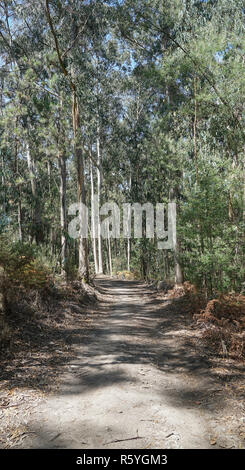 Pilgerweg, Camino de Santiago, Portugal Stockfoto