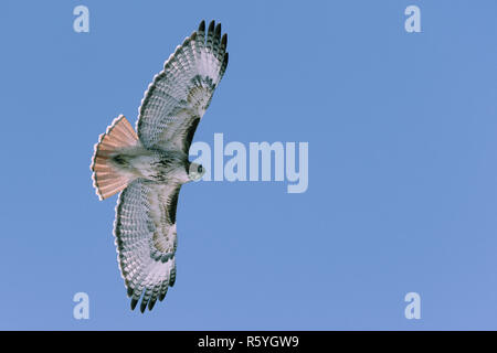 Red-tailed Hawk fliegen im Winter Stockfoto