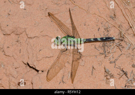 Östlichen Pondhawk, Erythemis simplicicollis, Weiblich Stockfoto