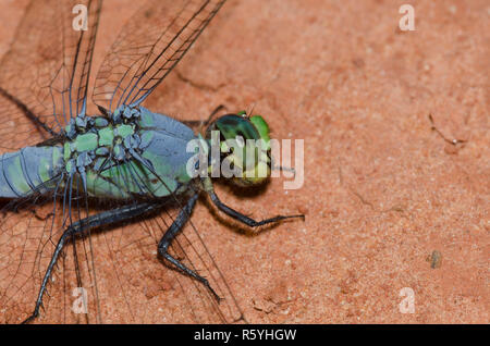 Östlichen Pondhawk, Erythemis simplicicollis, männlich Stockfoto