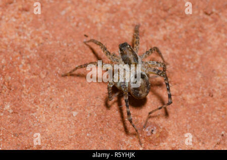 Thinlegged Wolf Spider, Pardosa sp., Weibchen mit Ei Fall Stockfoto