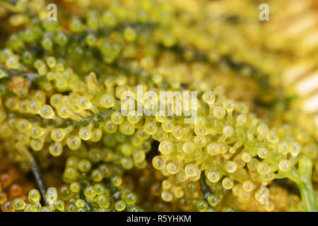 Sea grape Algen, Uni budou. Japanisches Meer Algen essen. Stockfoto