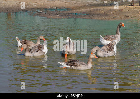 Die Graugans ist im Inland. Hausgemachte Grey Goose. Hausgemachte Gänse Stockfoto