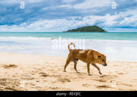 Brauner hund ist zu Fuß am Strand Stockfoto