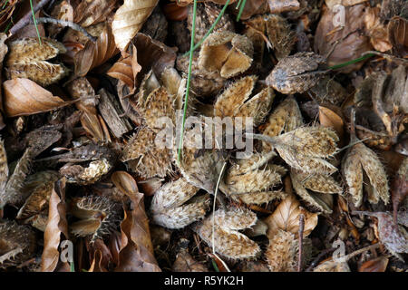 Beechnut leeren Schalen auf dem Waldboden Stockfoto