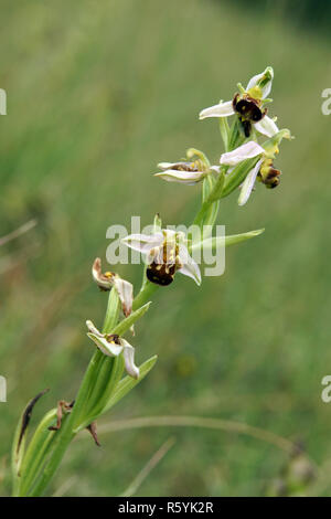 Bienen-ragwurz (Ophrys apifera) auf Kalkmagerrasen Stockfoto