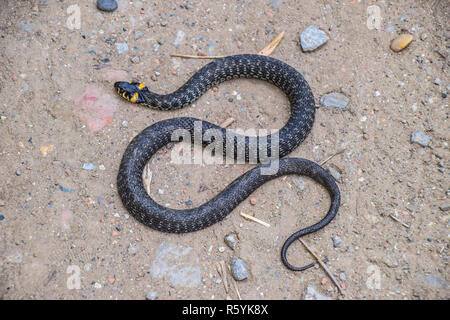 Ringelnatter, Kriechen auf dem Boden entlang. Nicht-giftige Schlange. Fri Stockfoto
