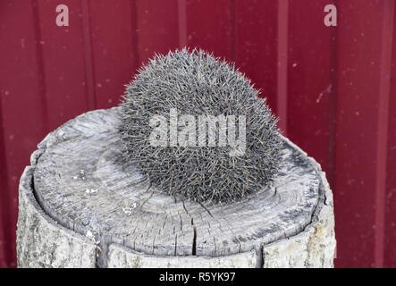 Igel auf dem Baumstumpf. Igel zusammengerollt in einer Kugel Stockfoto
