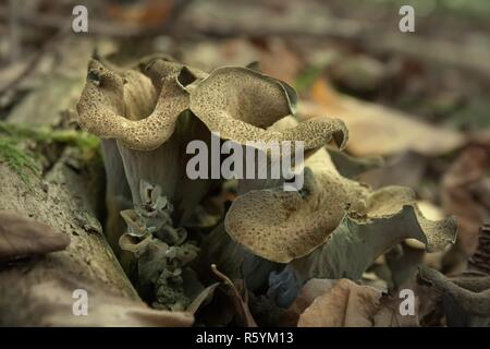 Herbst Trompete/Herbst Trompete Stockfoto