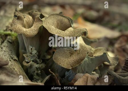 Herbst Trompete/Herbst Trompete Stockfoto