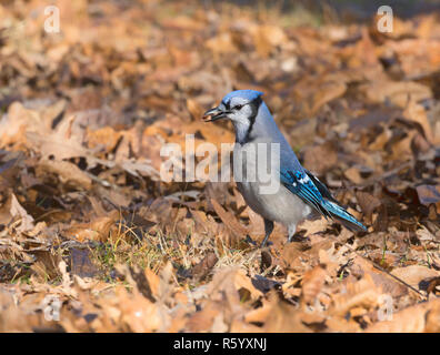 Blue Jay (Cyanocitta cristata) mit Acorn unter einer Eiche, Iowa, USA Stockfoto